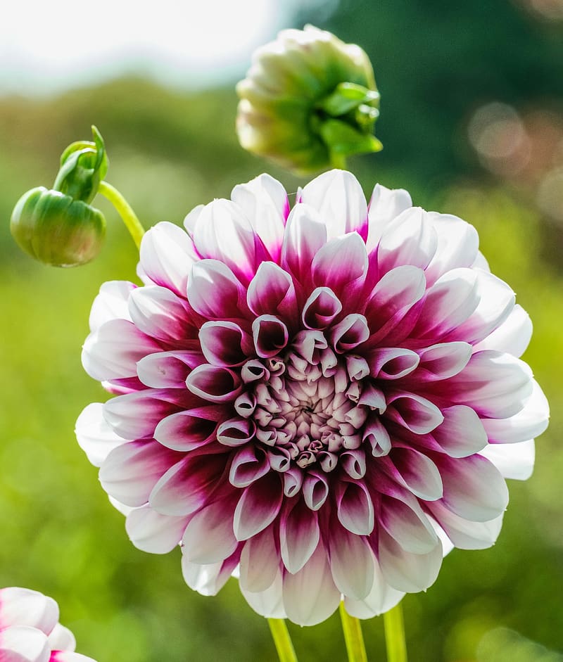 Dahlia, flower, white, red, HD phone wallpaper | Peakpx