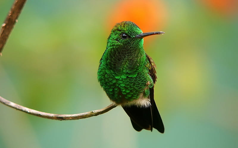 Copper-Rumped Hummingbird, green, copper-rumped, hummingbirds, birds, animals, HD wallpaper