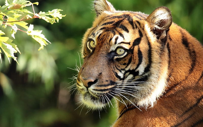 tigers, sumatran tiger, predators, HD wallpaper