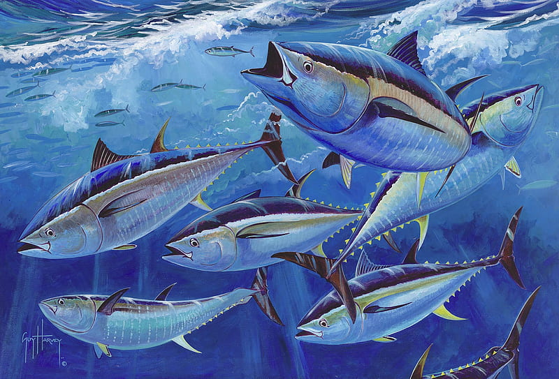 School of tuna, blue fin tuna, feeding, epic, tuna, yellow fin, giant tuna, big eye tuna, HD wallpaper