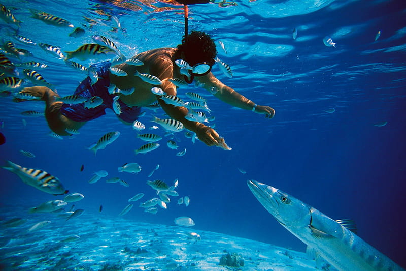 Snorkeling and feeding barracuda fish in Tahiti, moorea, resort, dive, fish, sea, beach, lagoon, bora bora, sand, swimming, barracuda, blue, feeding, scuba, underwater, holiday, clear, ocean, hawaii, snorkeling, diving, paradise, tahiti, tropical, HD wallpaper