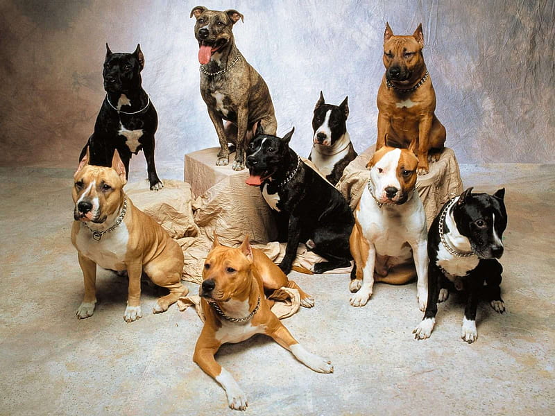 Best Bully Dog Breeds, terrier, pitbull, best, dogs, HD wallpaper