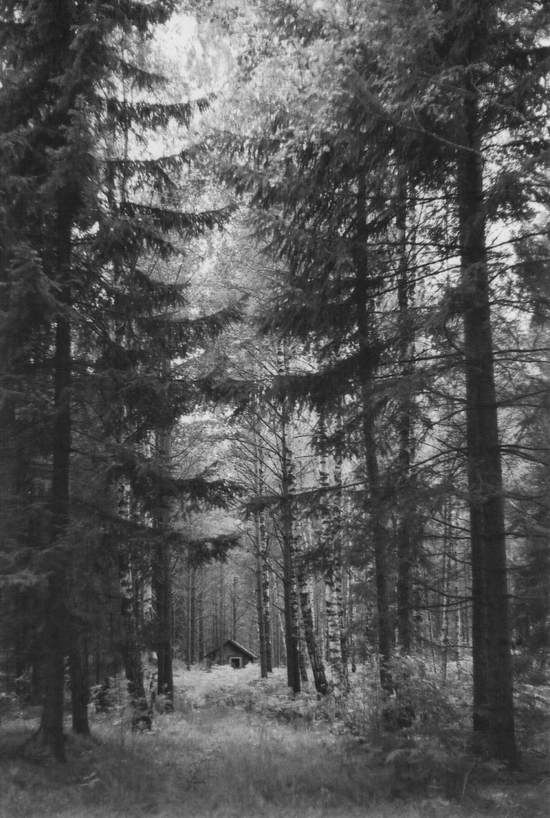 nature, trees, outdoors, cabin, monochrome, deep forest, forest, vertical, HD phone wallpaper