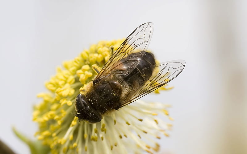 bee-wing-pattern, bee, flowers, pollen, animals, other, HD wallpaper