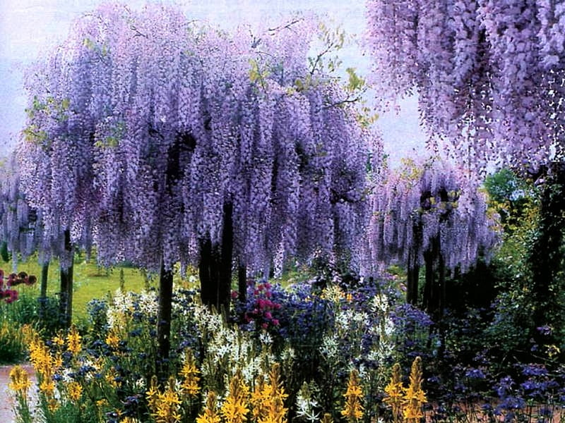 garden beauty, garden, nature, trees, wisteria, blue, HD wallpaper