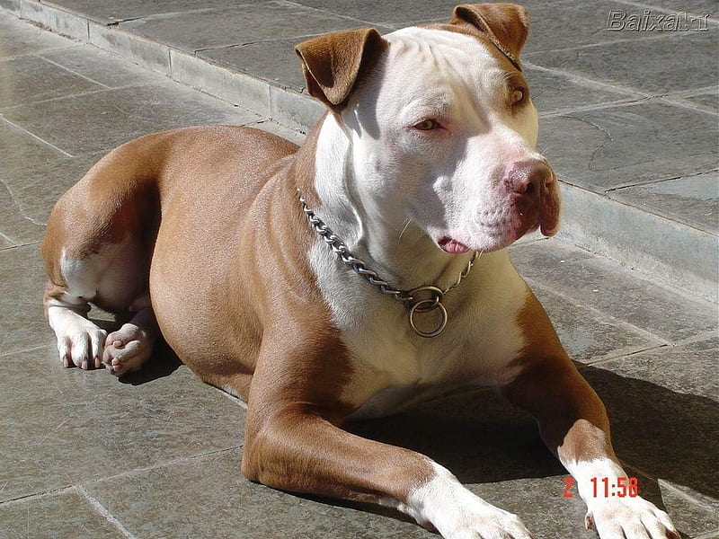 Pitbull 2, pitbull, bonito, friendly, dog, HD wallpaper