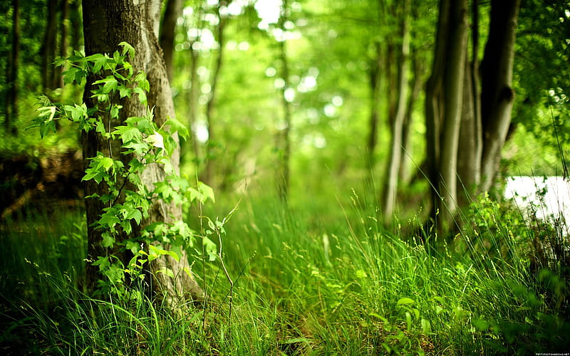 Green woods-Nature graphy, HD wallpaper