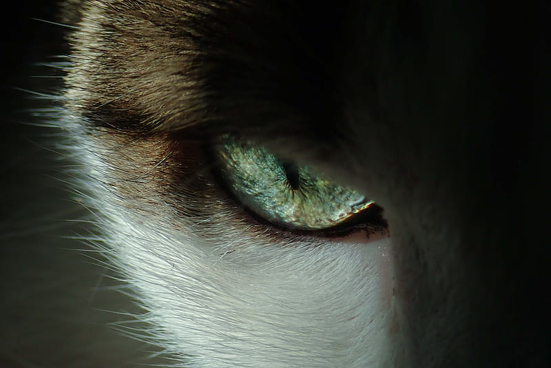 cat eye, macro, iris, fur, eyesight, close-up, Animal, HD wallpaper