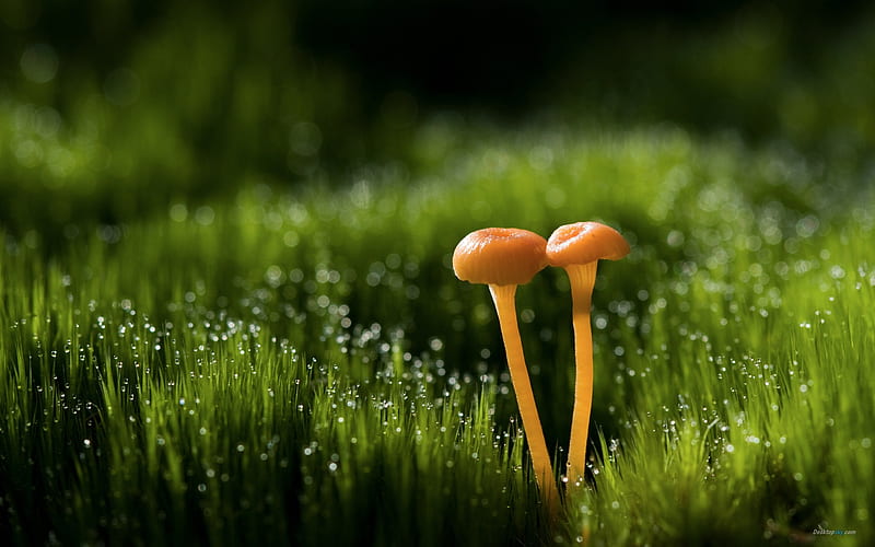 Grass mushrooms-Plant dew, HD wallpaper
