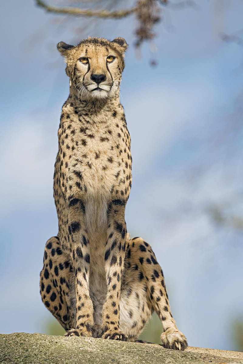 cheetah, big cat, glance, predator, HD phone wallpaper