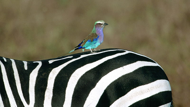 african bird, coulorful, bird, blue, african, HD wallpaper