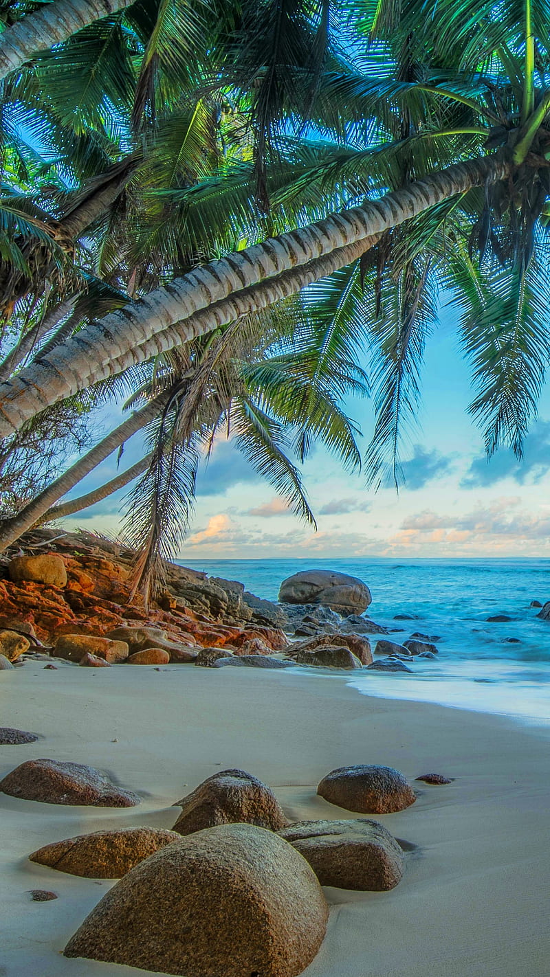 Palm Trees , palm tree, beach, sea, sand, tropical, HD phone wallpaper