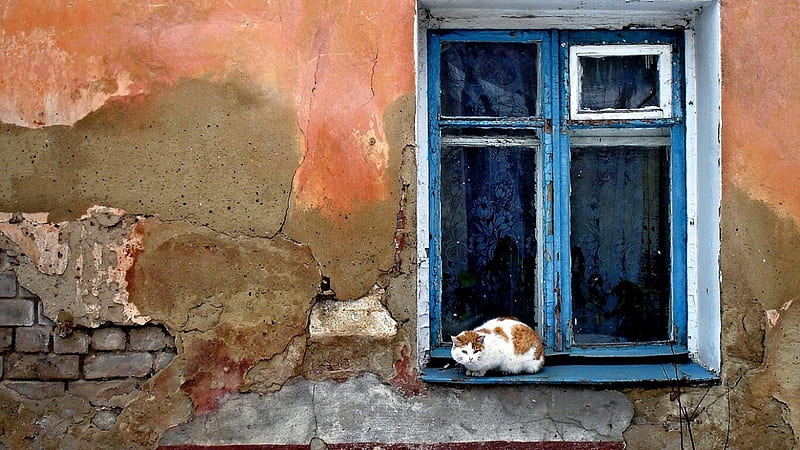 Cat, window, wall, old, HD wallpaper