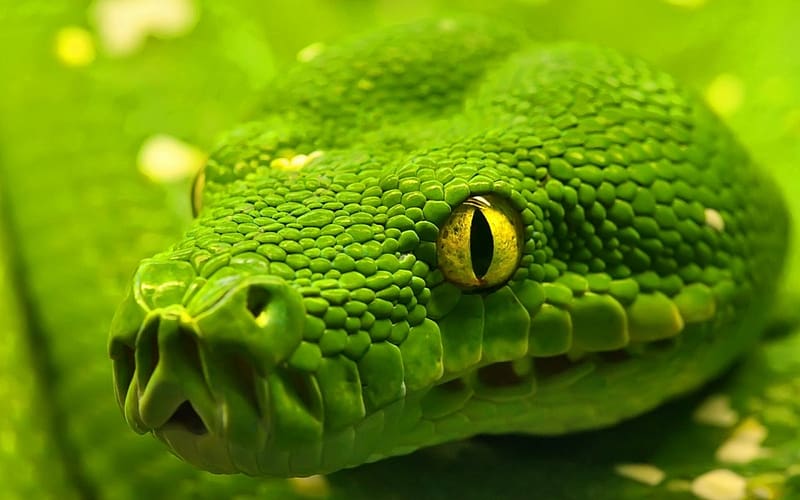 Boa, herpetology, reptiles, snake, zoology, animals, HD wallpaper