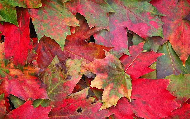leaves autumn stains close-up-graphy, HD wallpaper
