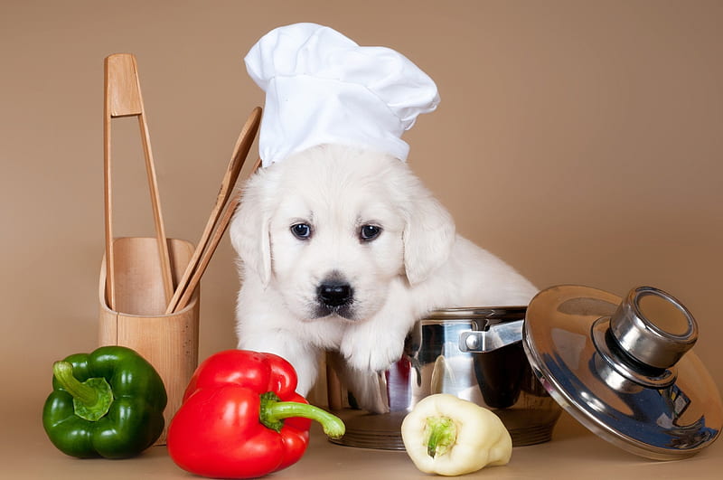 Chef puppy, red, golden retriever, animal, chef, green, cook, pepper, funny, puppy, dog, HD wallpaper