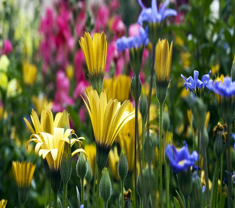 Spring Flowers, look, nice, HD wallpaper