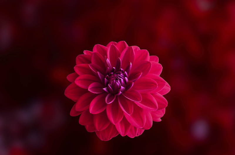 Pink Dahlia Flower in Bloom Close-up, HD wallpaper