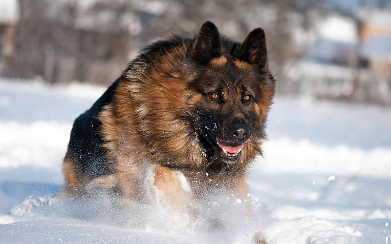 german shepherd running in snow-dog animal, HD wallpaper