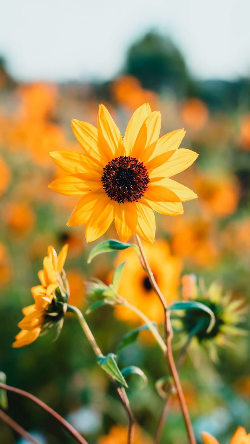 Yellow Flower, sunflower, petals, nature, HD phone wallpaper | Peakpx