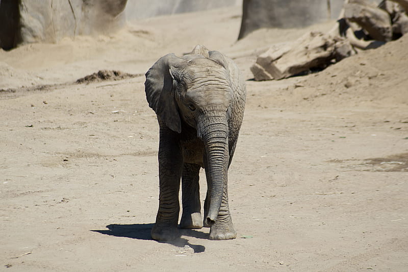 gray elephant walking on white sand during daytime, HD wallpaper