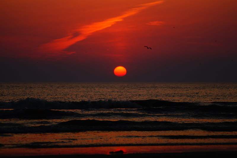 sunset, bird, sun, sea, coast, HD wallpaper