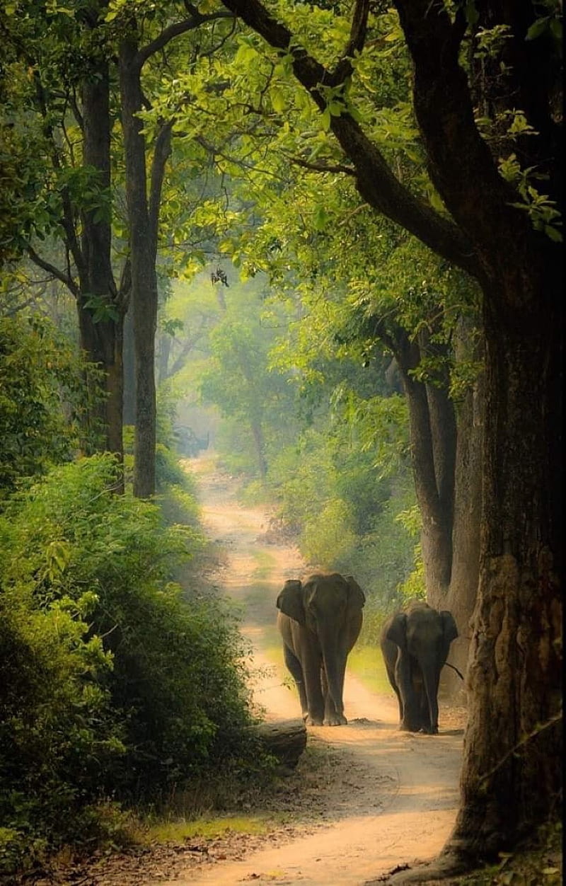 Walk, elephant, lanscape, HD phone wallpaper