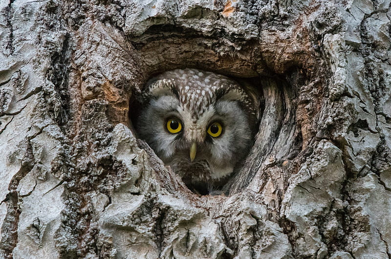 Owl, nest, bufnita, ufnita, tree, bird, pasari, HD wallpaper