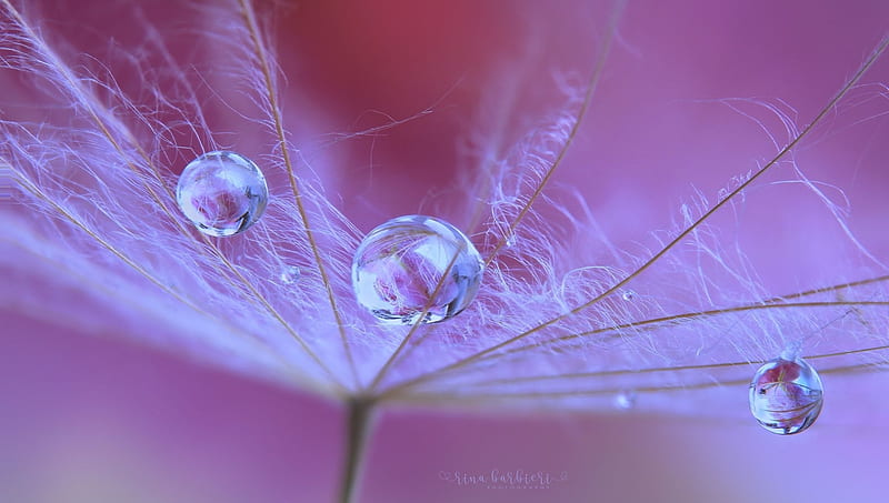 Scent of Lilium by Rina Barbieri, drop, water drops, seed, dandelion, macro, nina barbieri, pink, HD wallpaper