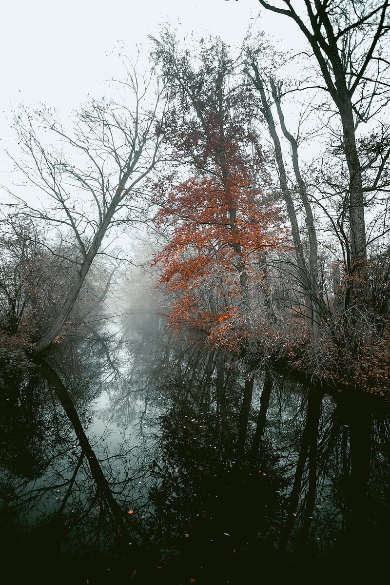 river, trees, fog, autumn, landscape, HD phone wallpaper