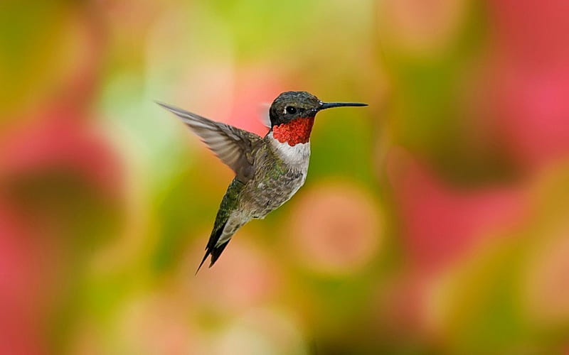 HUMMINGBIRD BOKEH, colorful, birds, bonito, spring, hummingbird, bokeh, close up, macro, wild, flying, beauty, nature, animals, HD wallpaper