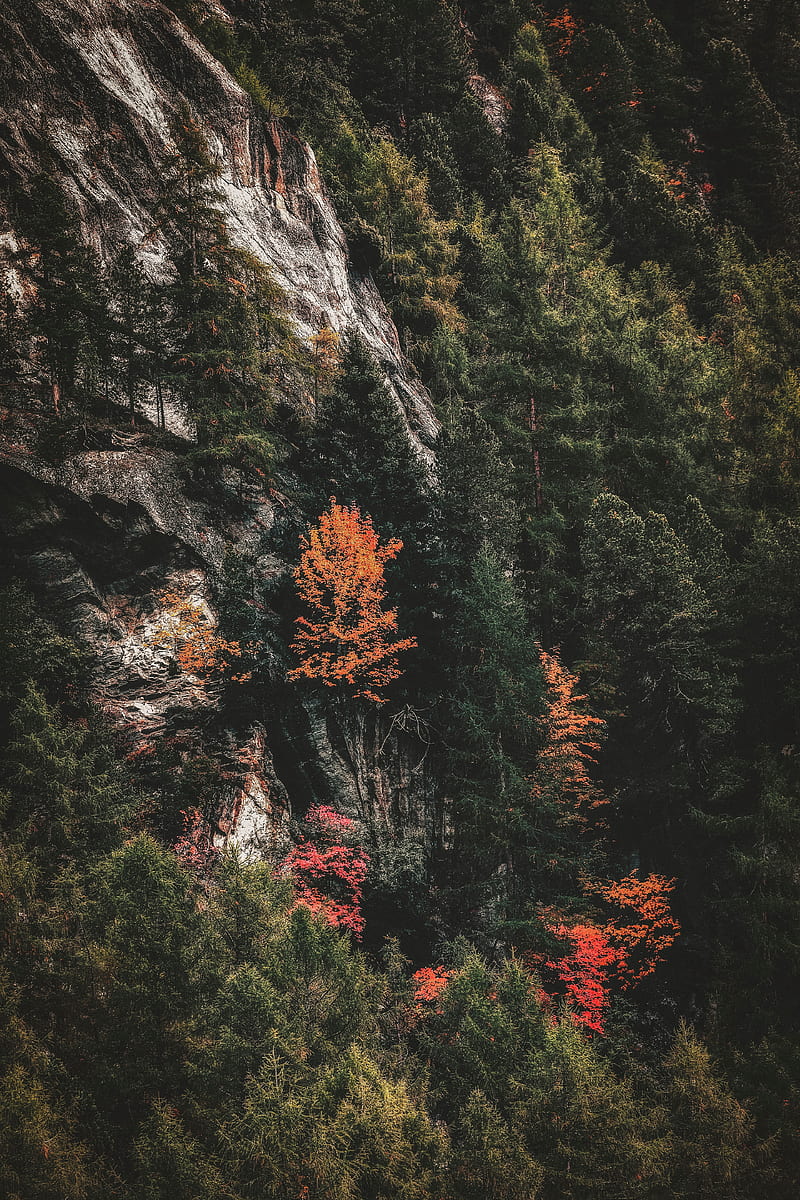 trees, rock, slope, forest, nature, HD phone wallpaper