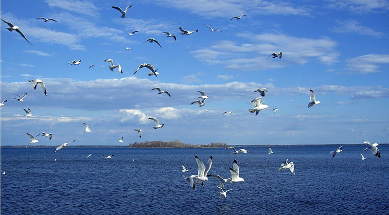 Black Winged Stilt Bird at River. Lapwing. Seabird. Waterbird. Stock Image  - Image of environment, beautiful: 260091779