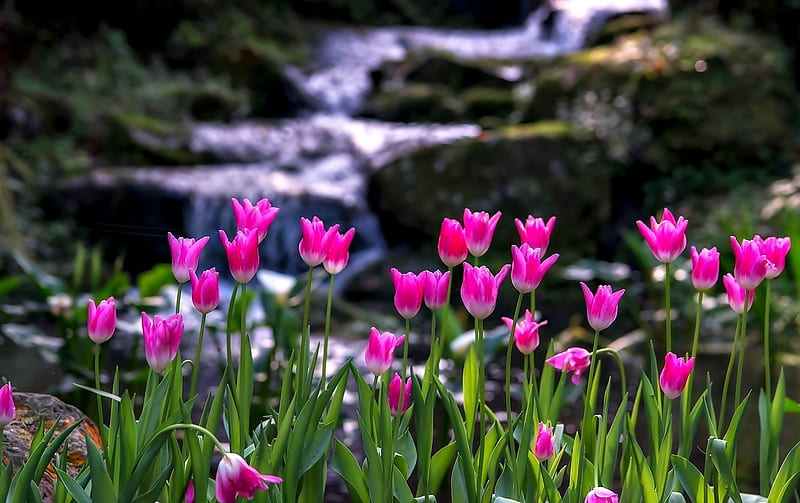 Pink Tulips, pretty, Waterfall, Tulip, Nature, HD wallpaper
