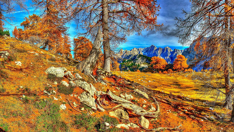 hillside in the alps in autumn r, autumn, mountains, r, trees, hillside, meadow, HD wallpaper