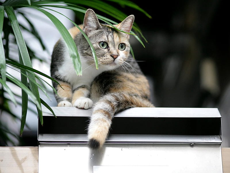 beautiful cat, window, plant, sitting, bonito, brown grey tiger, cat, greeneyes, HD wallpaper