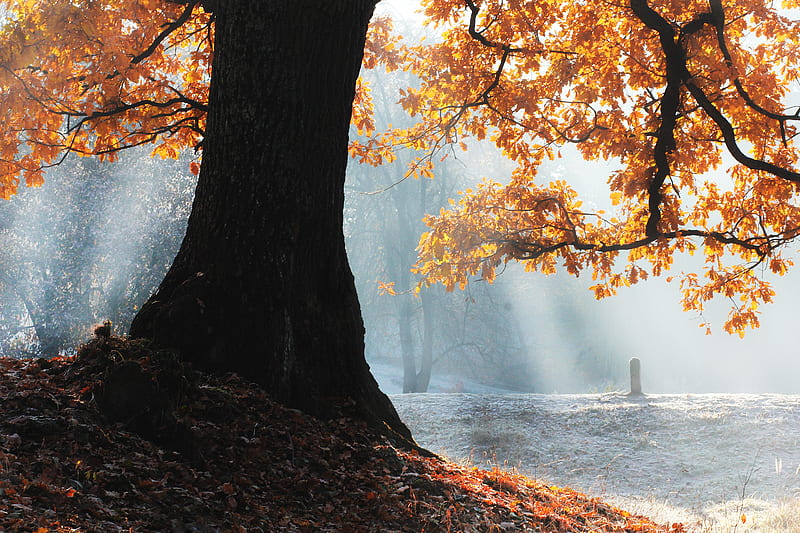 Fall Season Tree , fall, tree, trees, sunbeam, HD wallpaper