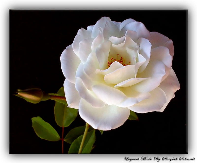 A WHITE ROSE FOR YOU TEU109, for, beautifu, expression, friendship, HD ...