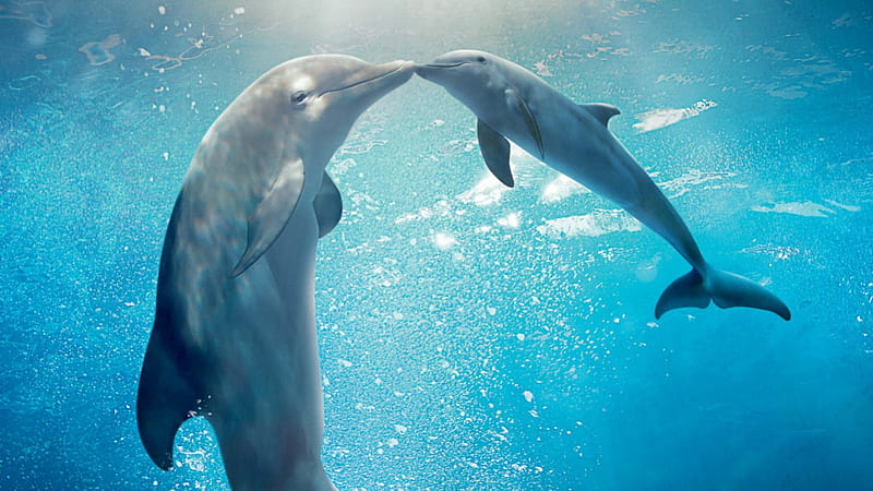 HD baby dolphin wallpapers | Peakpx