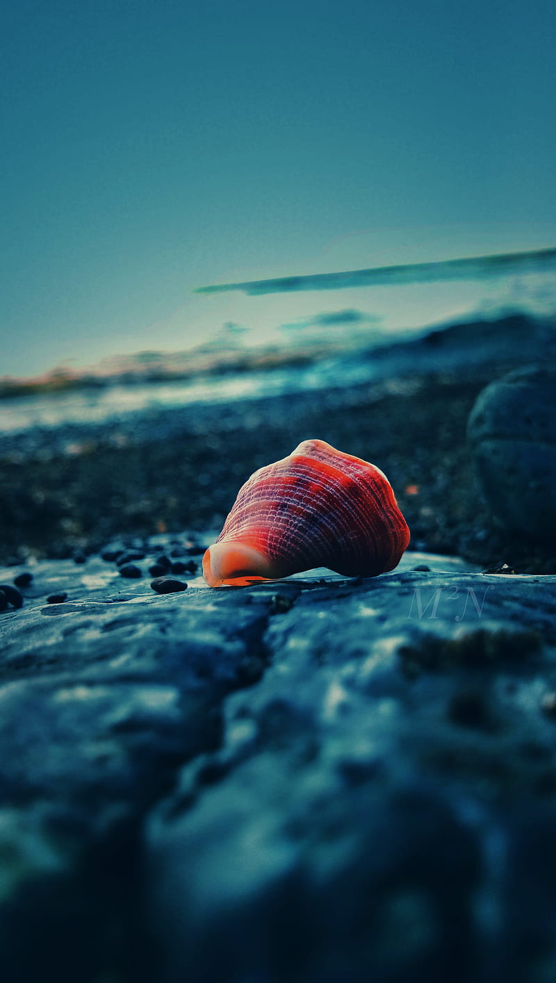CONCH Full , bonito, best, blue, high resolution, nature, sea, snail, HD phone wallpaper