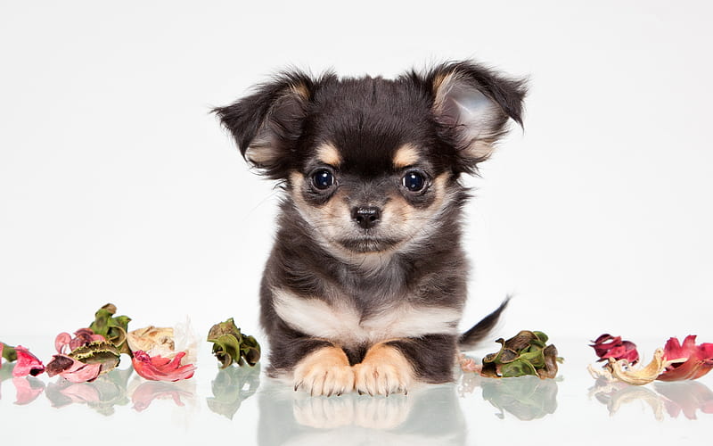Chihuahua, close-up, dogs, puppy, black chihuahua, cute animals, pets, Chihuahua Dog, HD wallpaper
