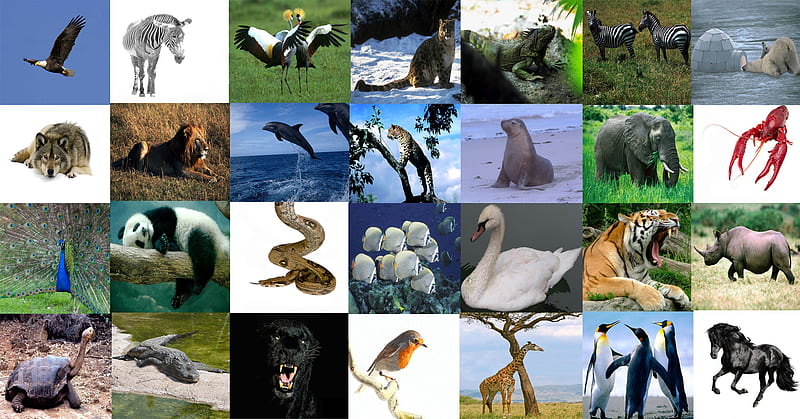 Animals that we know, all animals, loin, peacock, bear, tiger, lobster,  panda, HD wallpaper | Peakpx