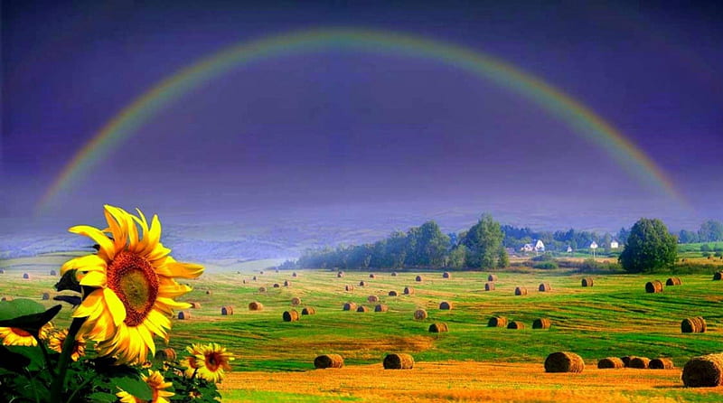 Summer rainbow in the time of harvest, vacation, harvest, yellow, rainbow, sky, green, sunflowers, summer, bales, fields, HD wallpaper