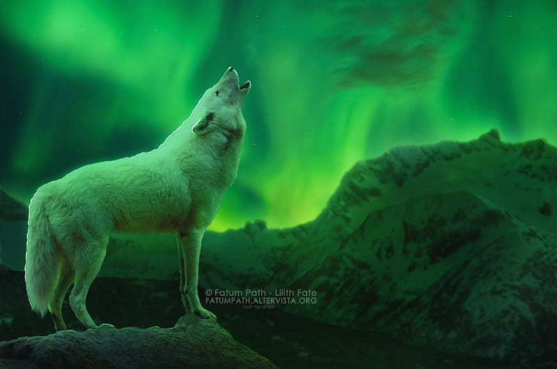 Northern Light, fantasy, wolf, green, light, HD wallpaper