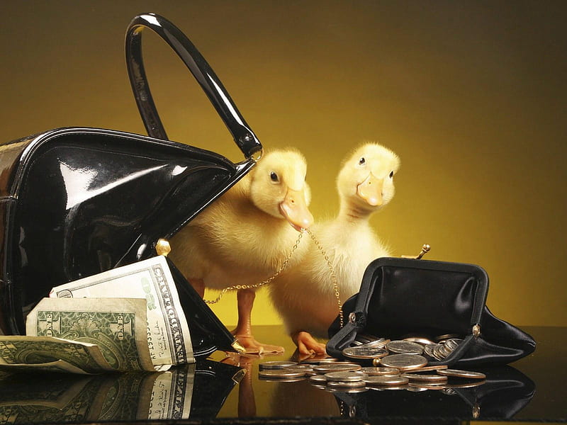 Who needs money?, money, duck, baby, animal, HD wallpaper