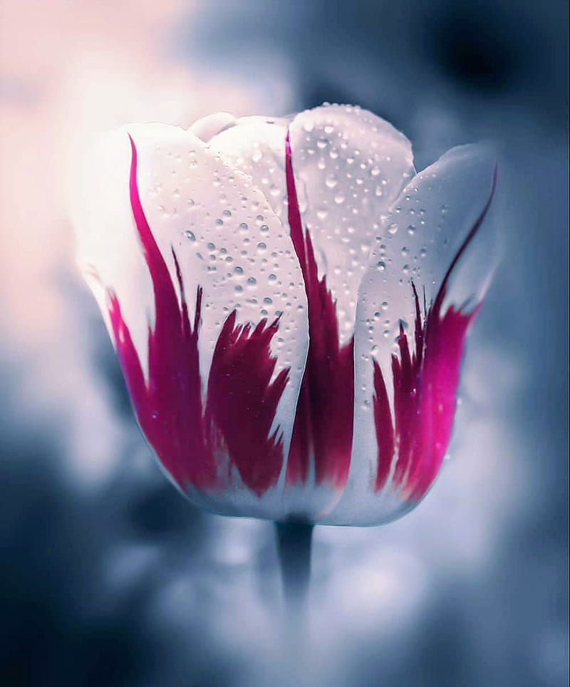 Beautiful tulip, dew, flower, flowers, paint, peaceful, purple, saga, twilight, white flower, HD phone wallpaper