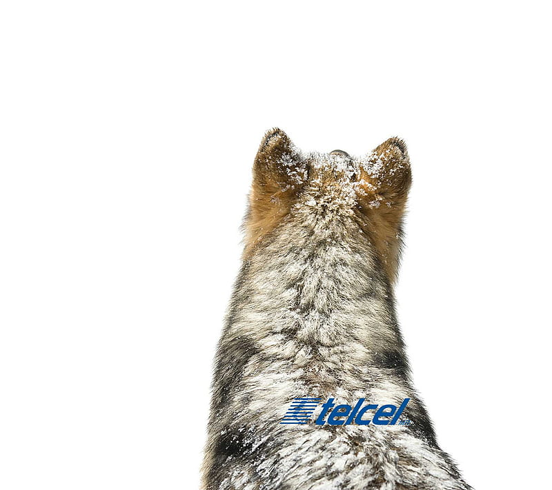 Wolf Telcel, 4g, animals, mexico, note, note 2, note 4, note 5, note 7, note3, note4, note5, s3, s4, s5, s6, s7, s8, HD wallpaper