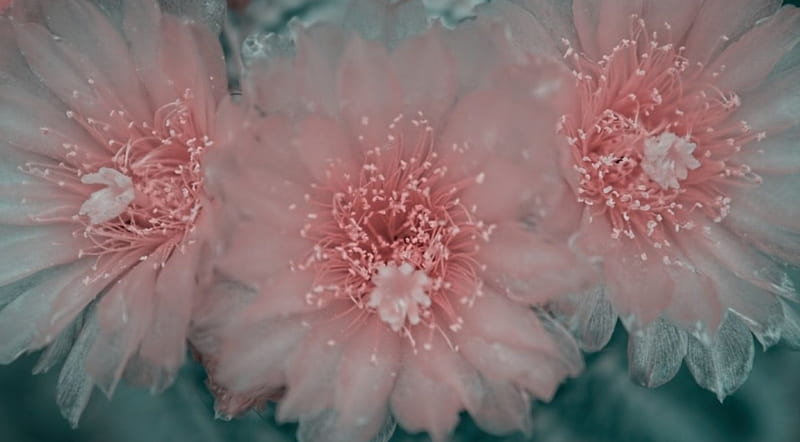 Flores de cactus, flores, encantadora, cactus, rosa, Fondo de pantalla HD |  Peakpx