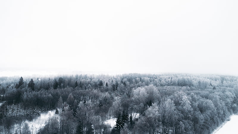 winter, trees, aerial view, minimalism, white, HD wallpaper