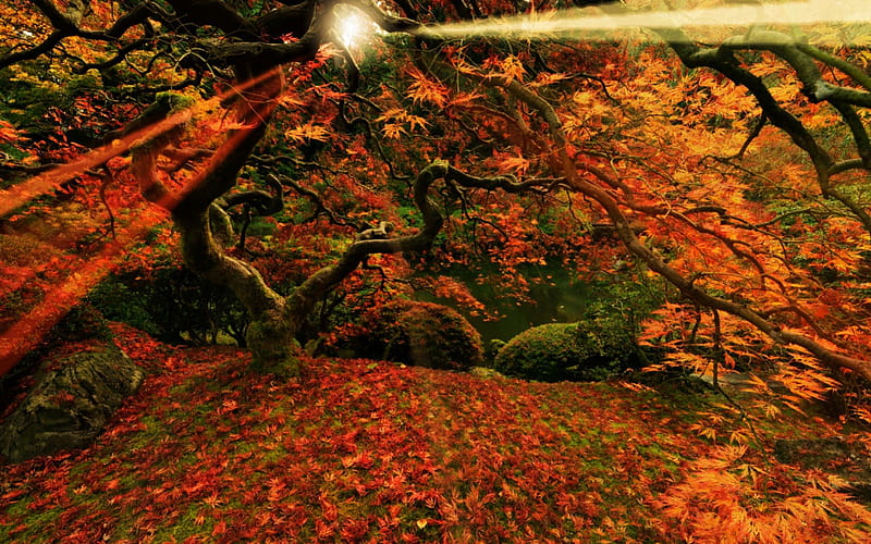 Japanese Maple, Portland, Oregon, Maple, Japanese, USA, Autumn, HD wallpaper